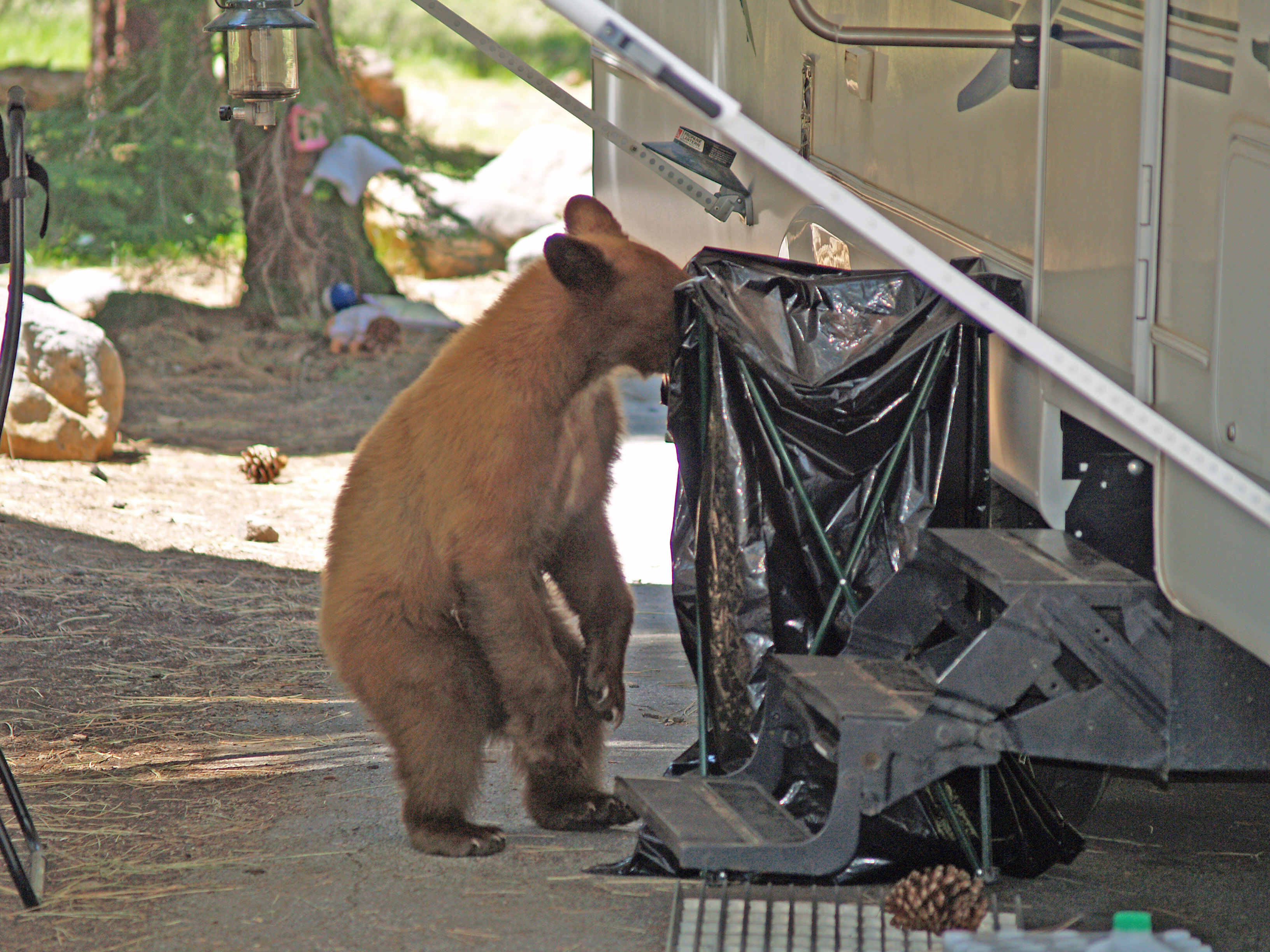 Lake Tahoe Black Bear searching for food smaller