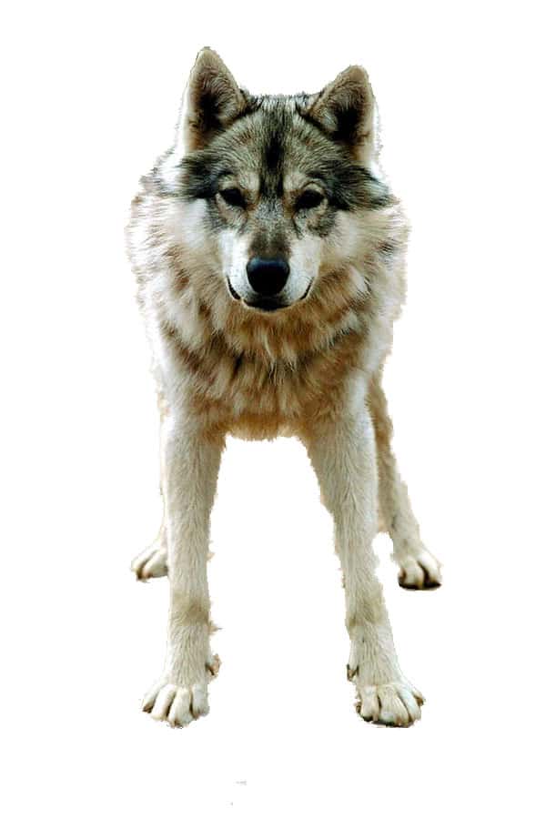 Wolf reduced no background