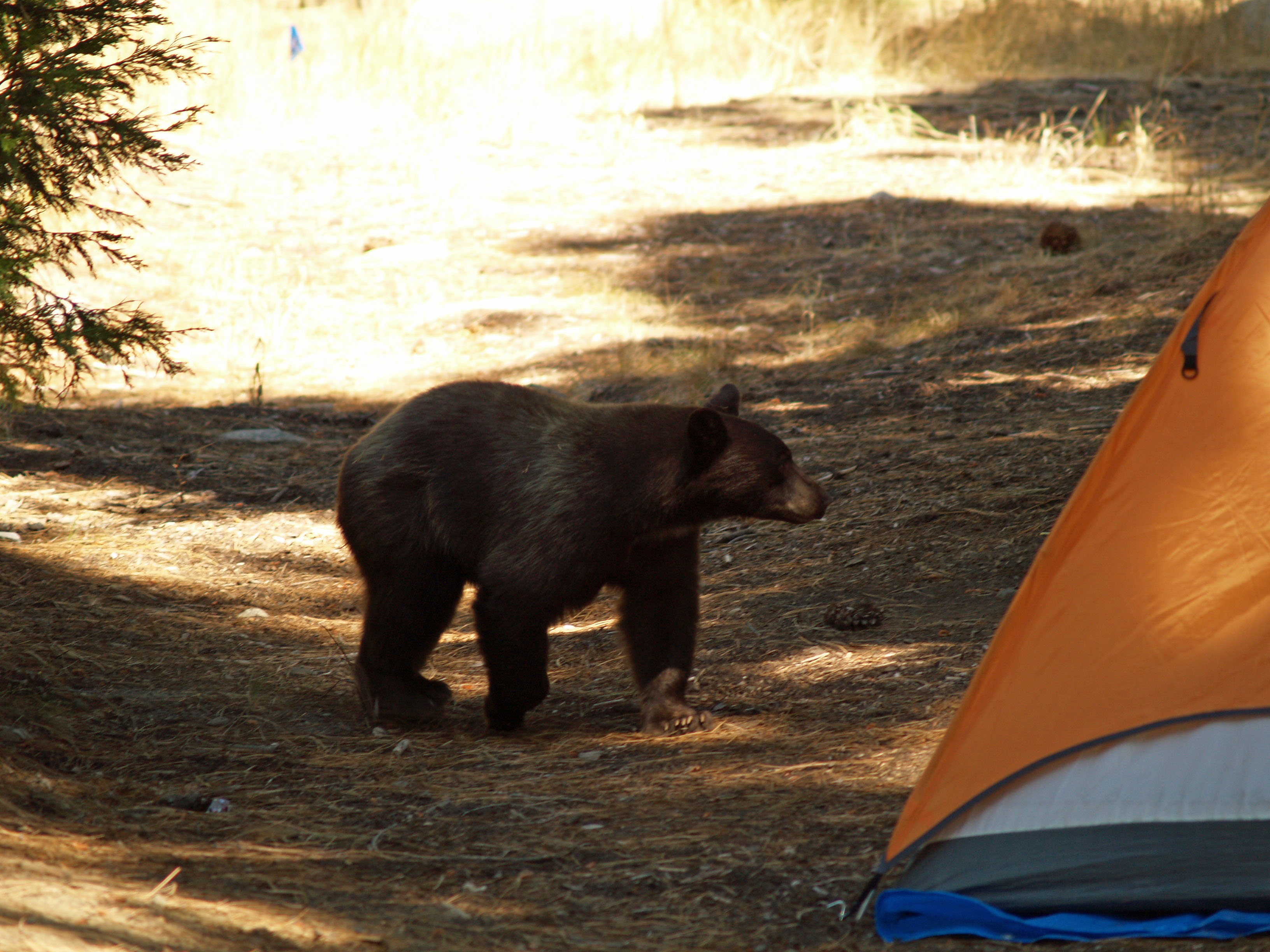 Black Bear at Tent